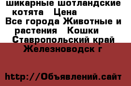 шикарные шотландские котята › Цена ­ 15 000 - Все города Животные и растения » Кошки   . Ставропольский край,Железноводск г.